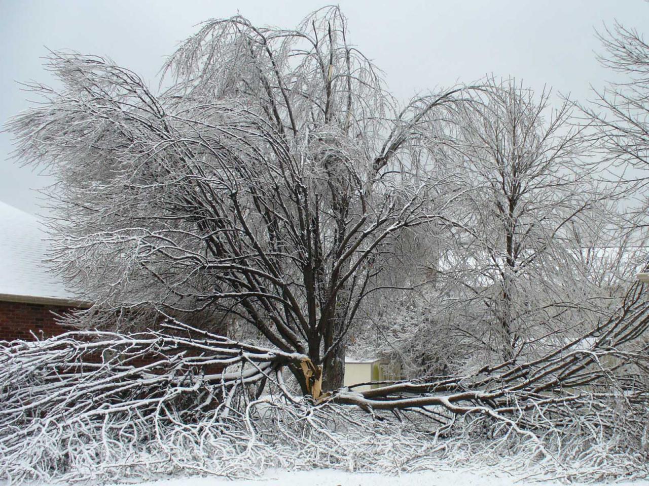 neighbor's tree fell on my property