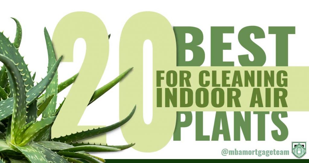 20 Best Plants for Cleaning Indoor Air MBA Mortgage