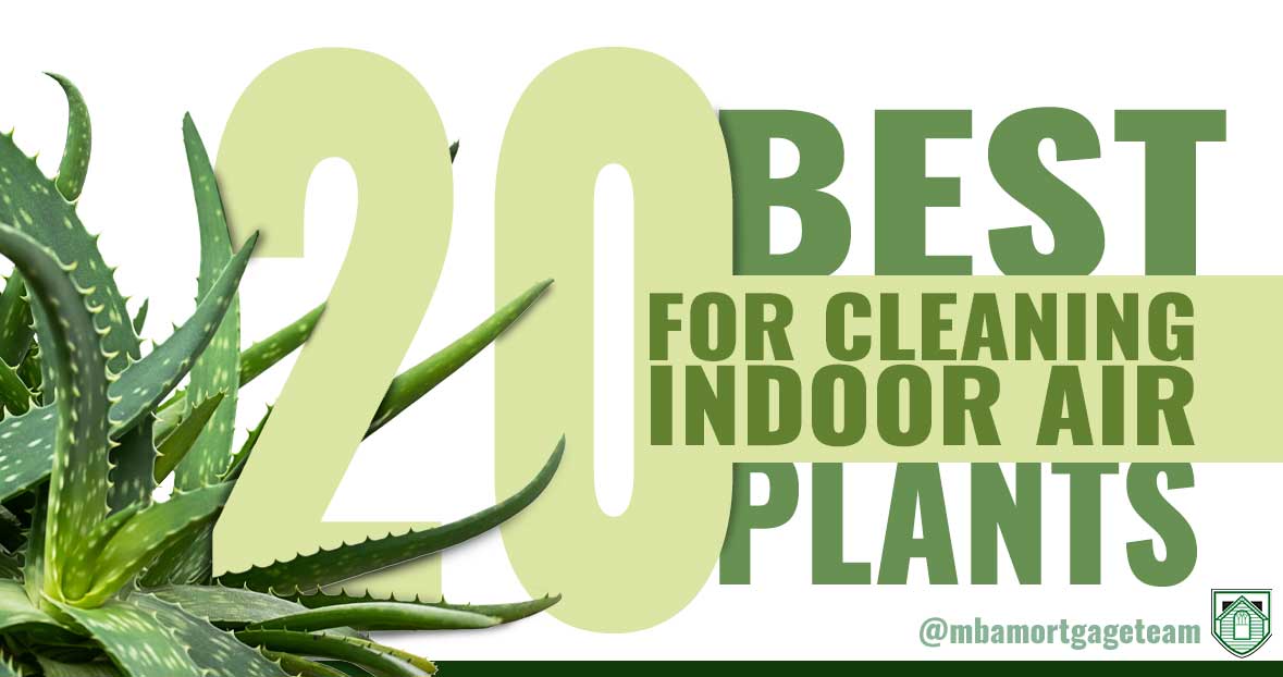 Air-Purifying Indoor Plants, Best Plants To Clean The Air